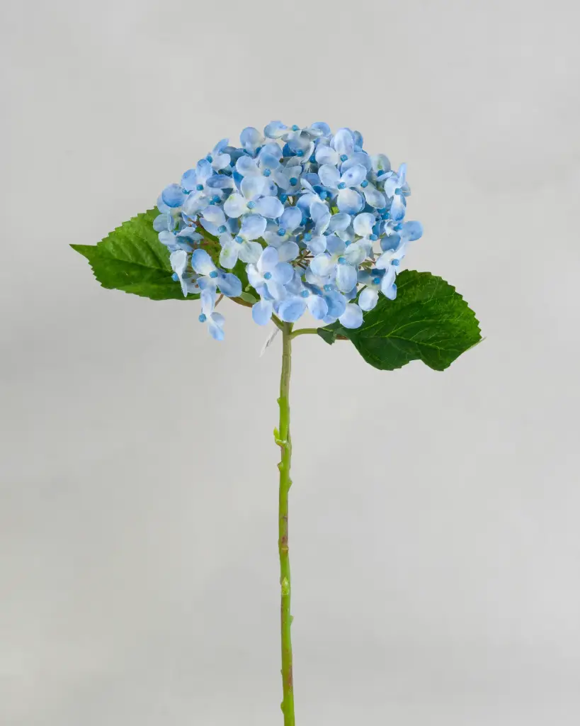 Hydrangea