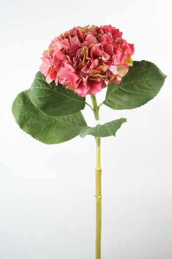 Hydrangea