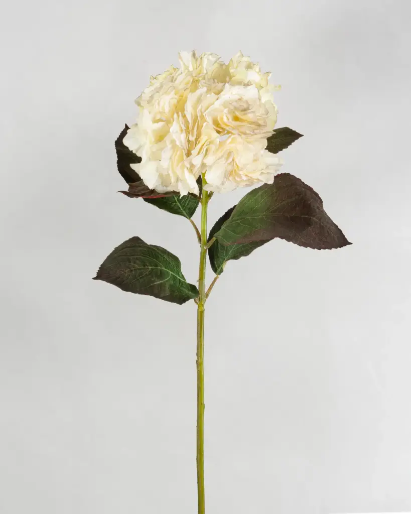 Hydrangea
