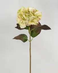 [6617] Hydrangea (Alternative 2)