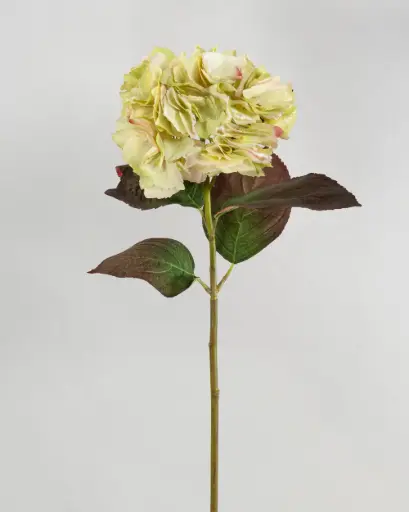Hydrangea