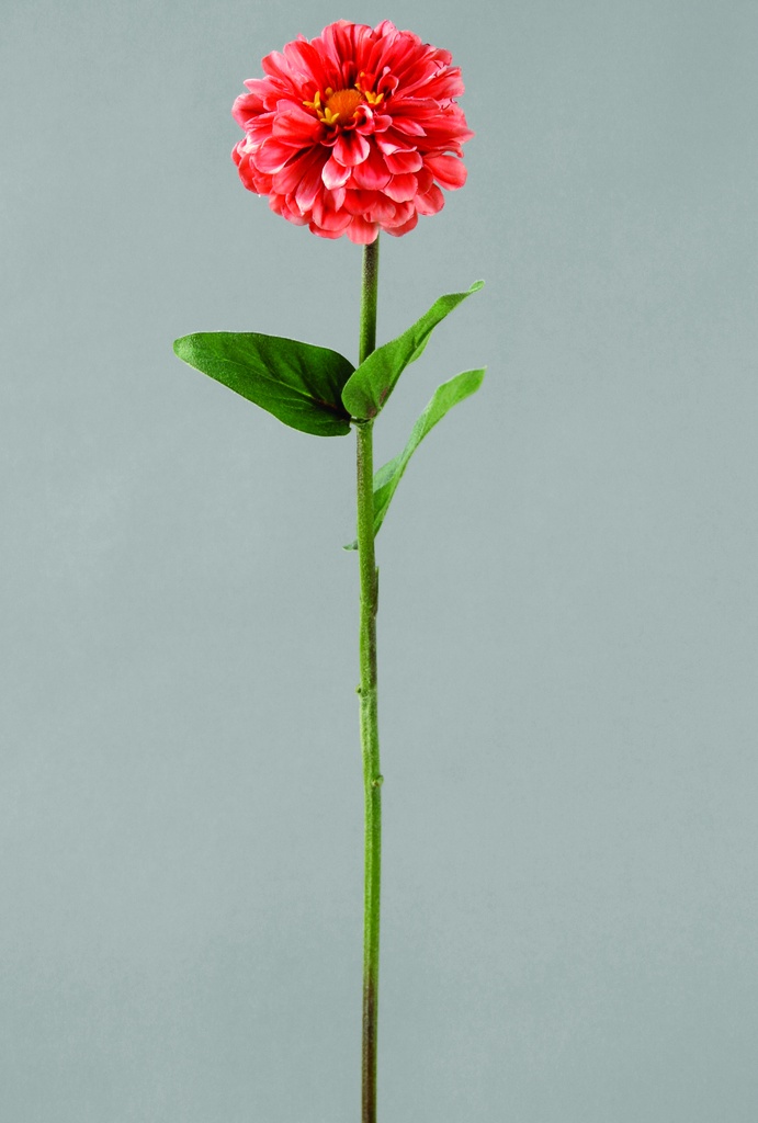 Zinnia