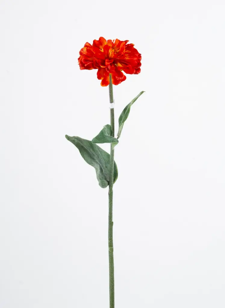 Zinnia
