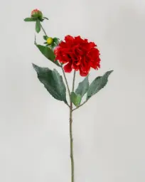 [627c] Dahlia (Alternative 2)
