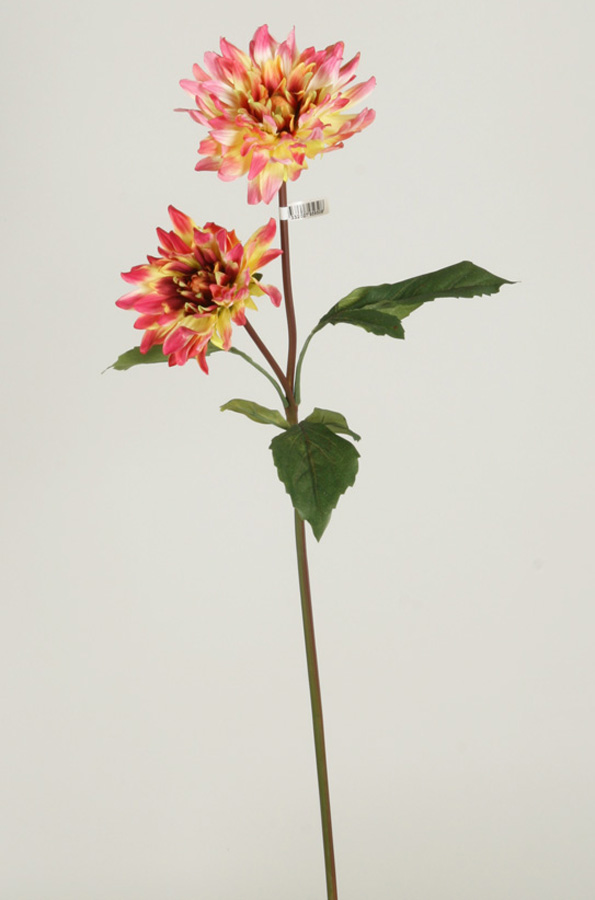 Dahlia