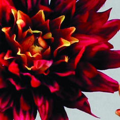 Dahlia