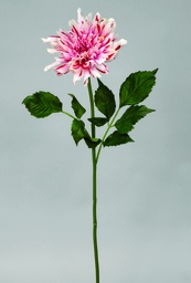 [9695] Decorative Dahlia (Alternative 1)