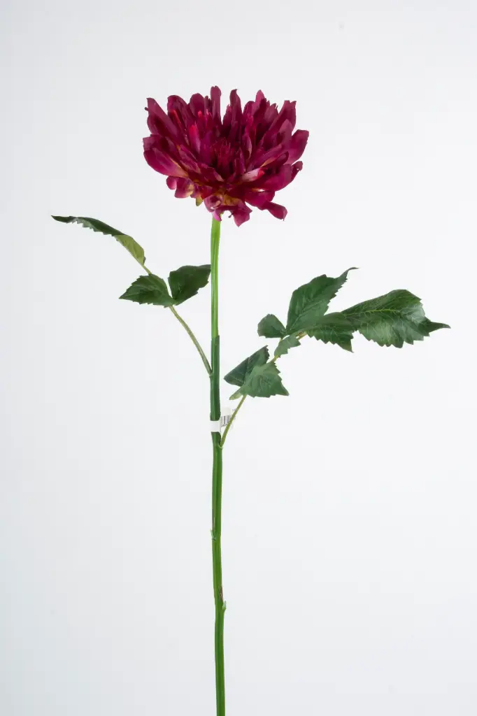 Decorative Dahlia