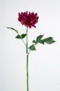 [9696] Decorative Dahlia (Alternative 2)