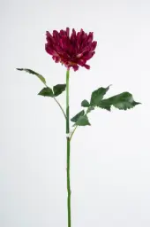 [9696] Decorative Dahlia (Alternative 2)