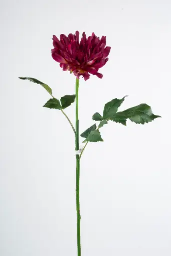 Decorative Dahlia