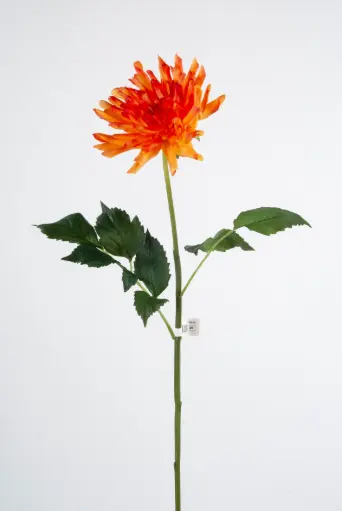 Decorative Dahlia