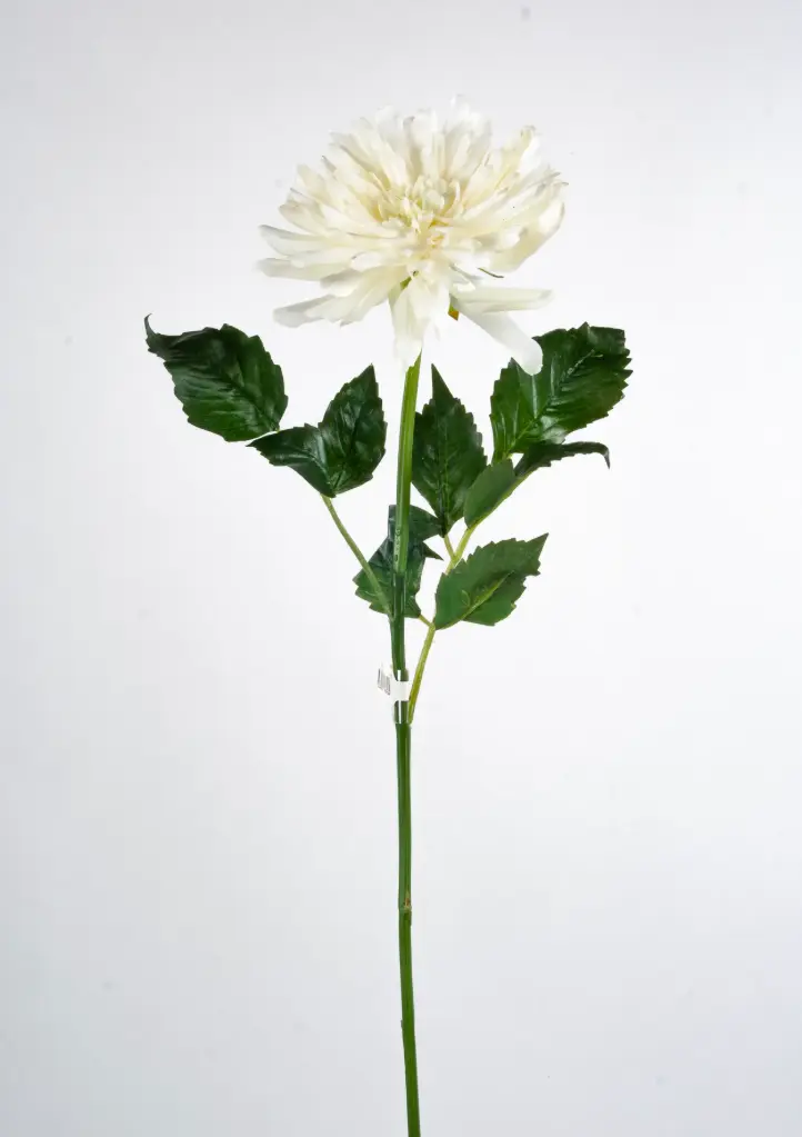 Decorative Dahlia