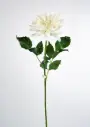 [9698] Decorative Dahlia (Alternative 4)