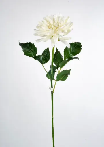Decorative Dahlia