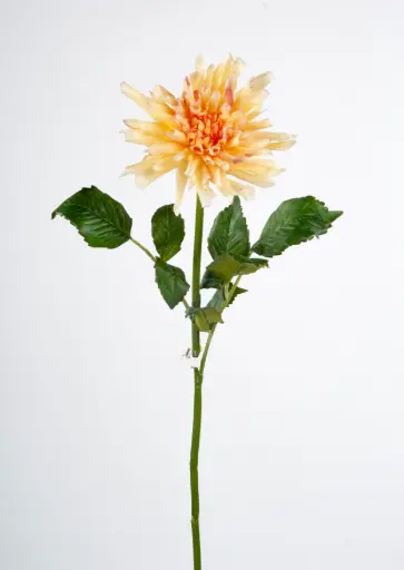 Decorative Dahlia