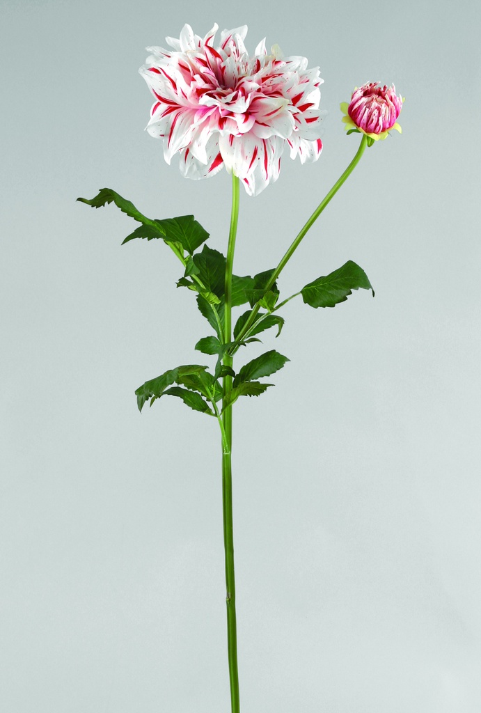 Dahlia