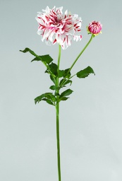 [9952] Dahlia (Alternative 1)