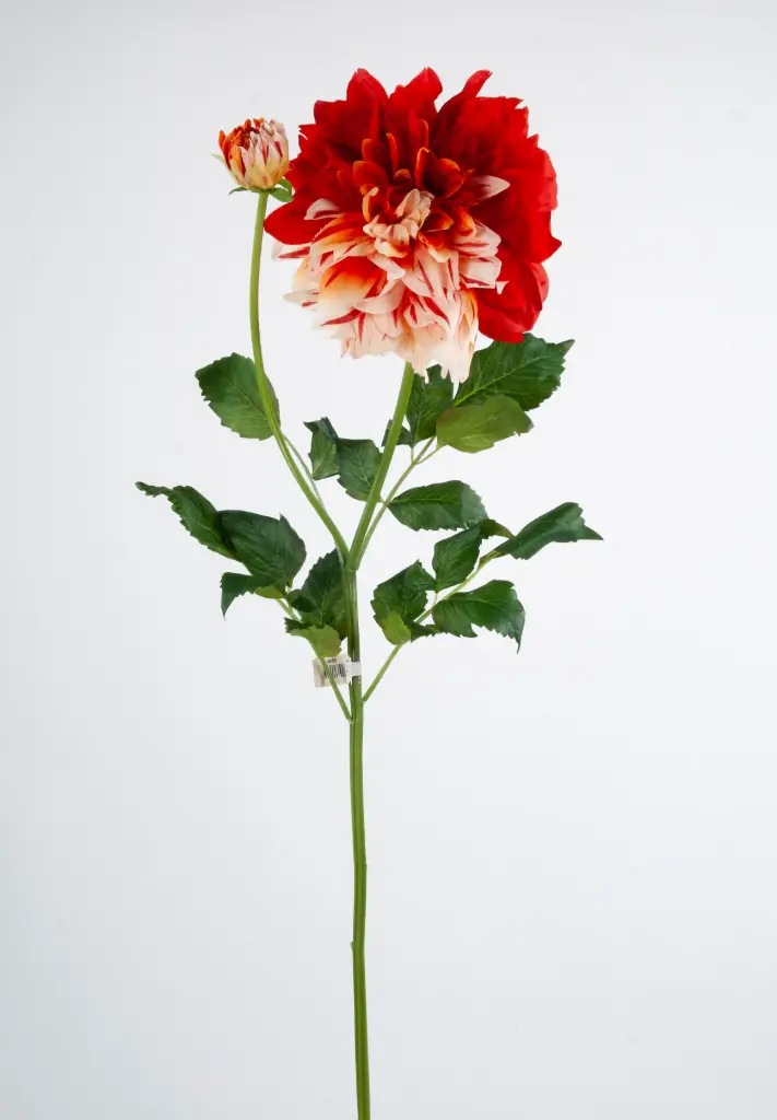 Dahlia