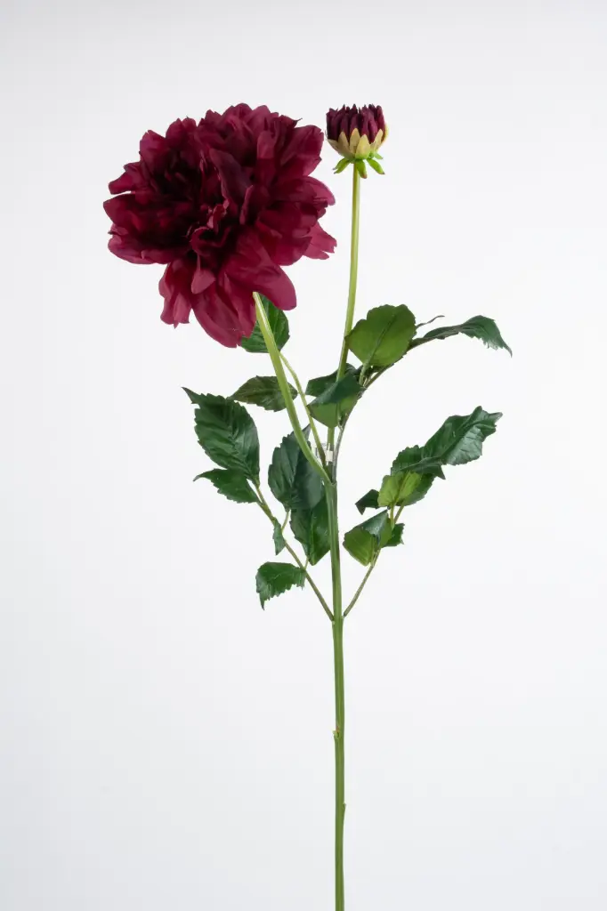Dahlia