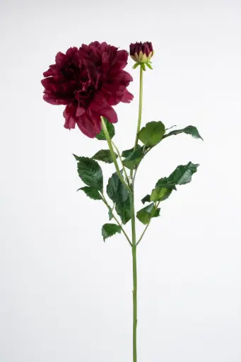 Dahlia