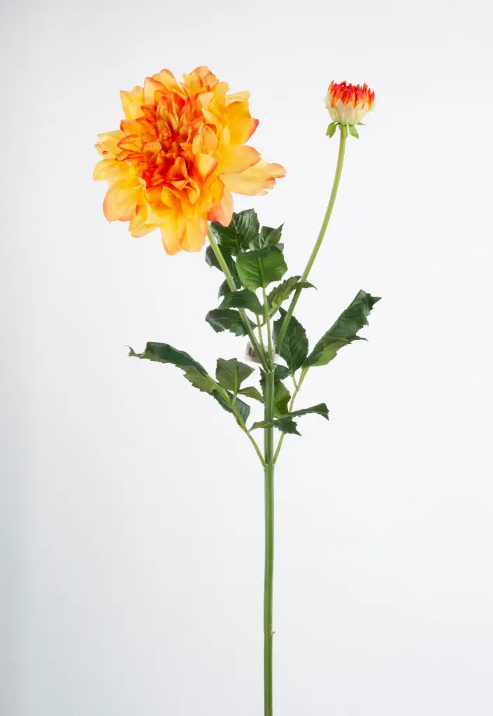 Dahlia
