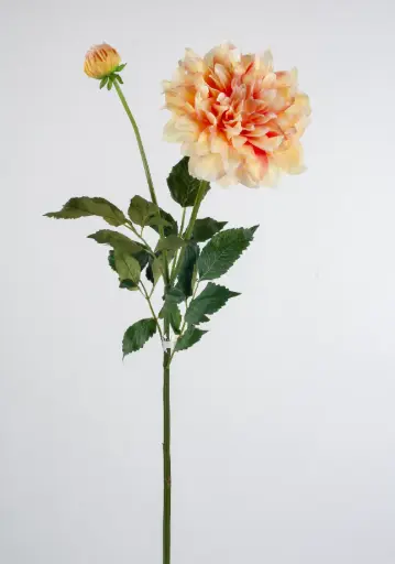 Dahlia