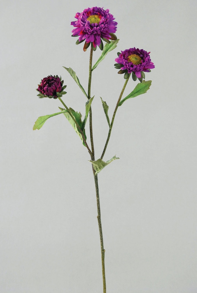 Aster