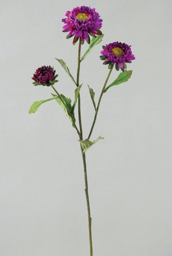 Aster