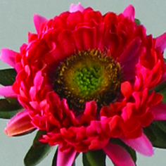 [9588] Aster (Alternative 2)