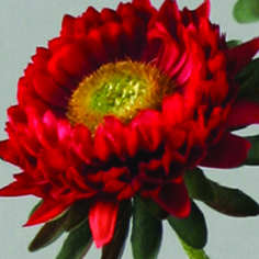Aster
