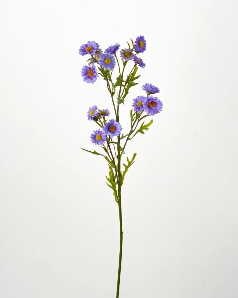 Aster