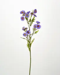 [9586] Aster (Alternative 2)