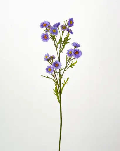 Aster