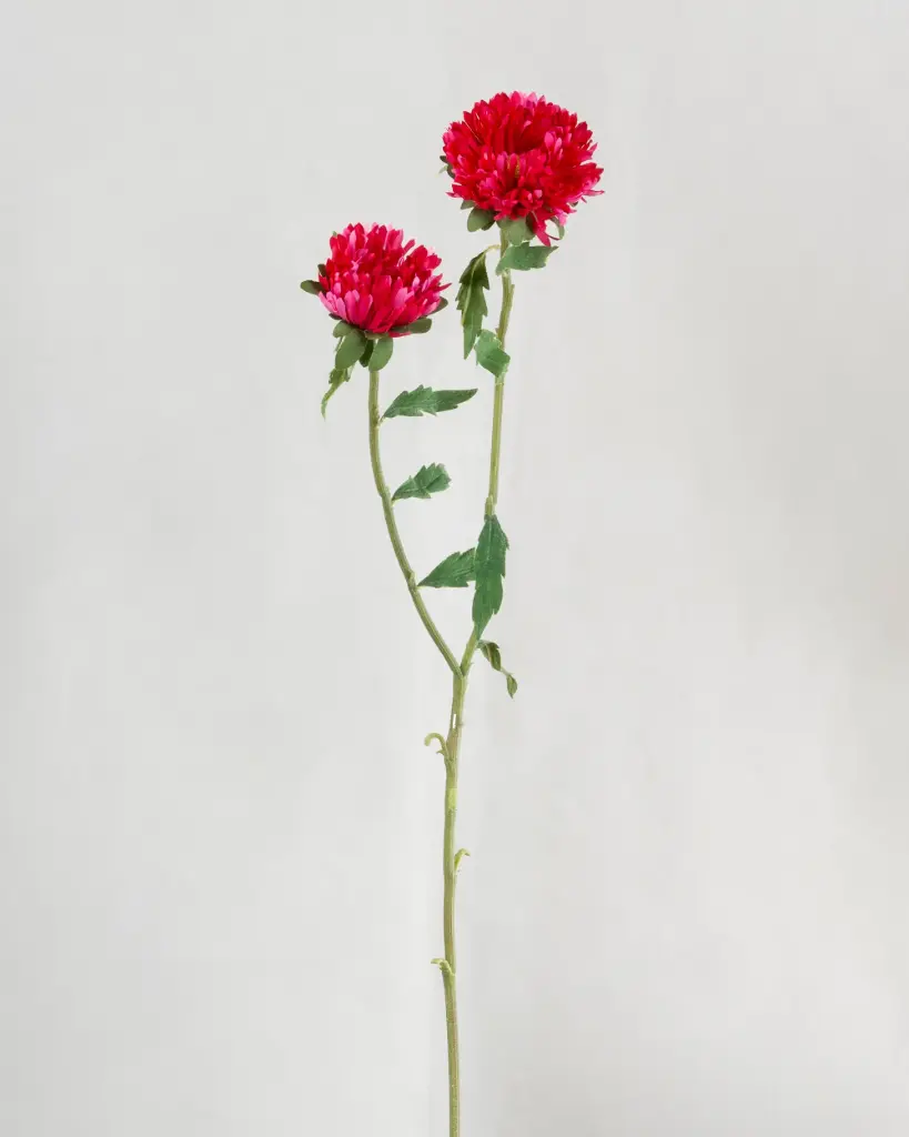 Chrysantemum