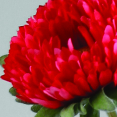 Chrysantemum