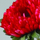 [9955] Chrysantemum (Alternative 1)