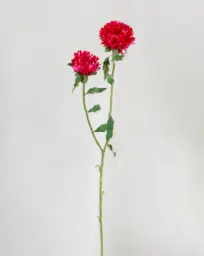 [9955] Chrysantemum (Alternative 1)