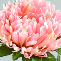 Chrysantemum