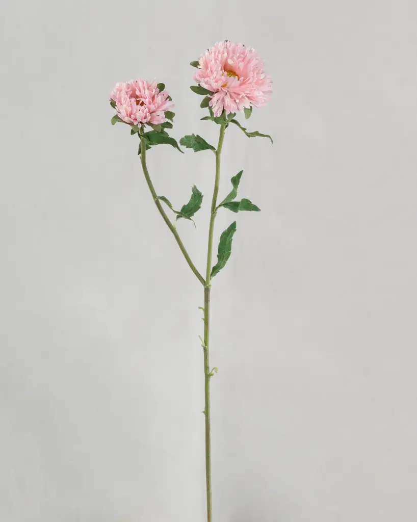 Chrysantemum