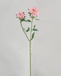 [9957] Chrysantemum (Alternative 3)