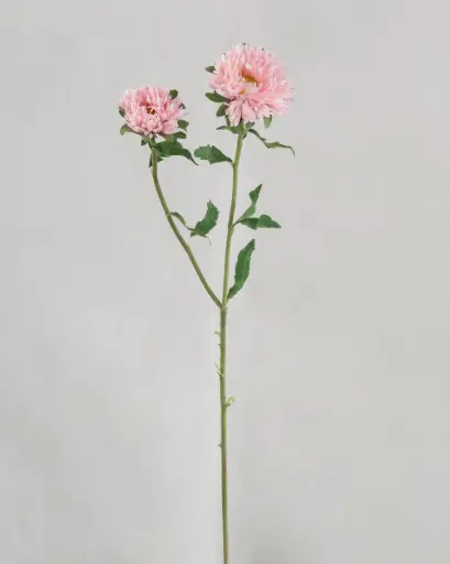 Chrysantemum