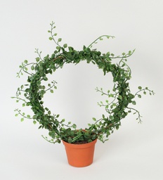 [5736] Mullenbecci (Alternative 1)