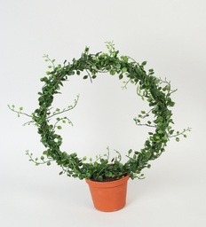 [5737] Mullenbecci (Alternative 2)