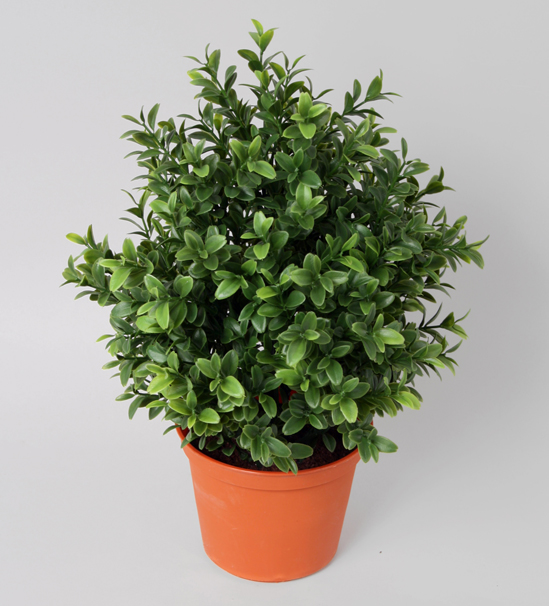 Boxwood plant