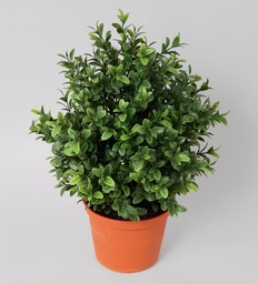 [5615] Boxwood plant (Alternative 2)