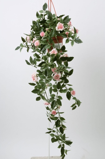 Mini Rose