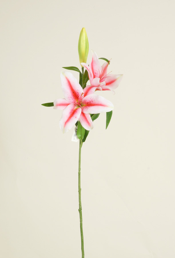 Lily