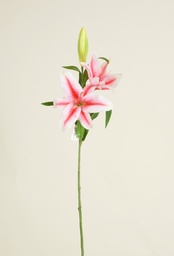 [7202] Lily (Alternative 2)