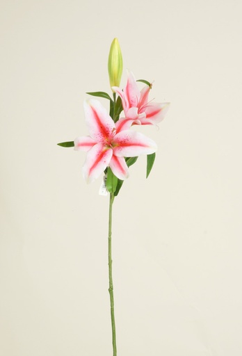 Lily